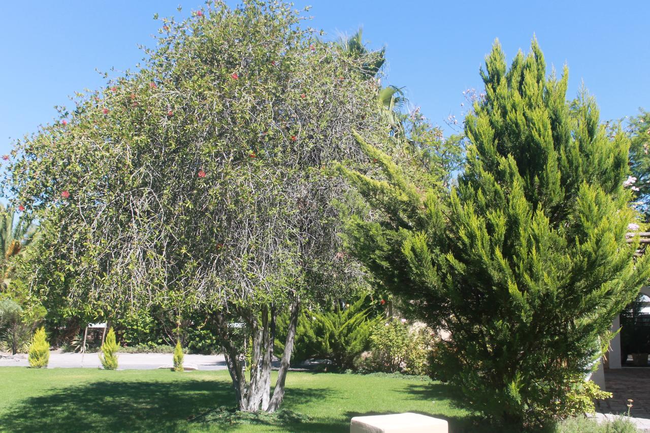 Garden Corner Guesthouse Beaufort West Esterno foto